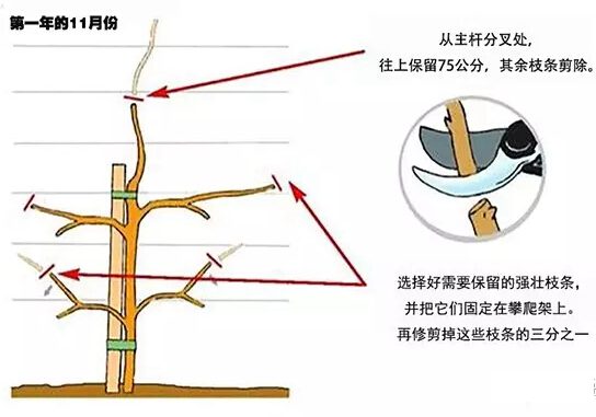 如何修剪紫藤讓其長成自己想要的造型