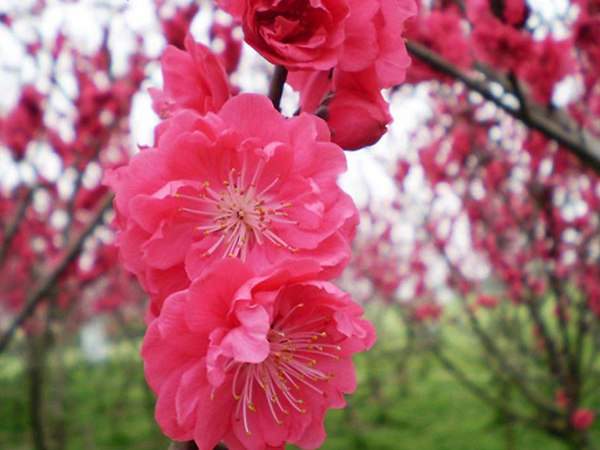 紅梅花一般什么時(shí)候開(kāi)花？