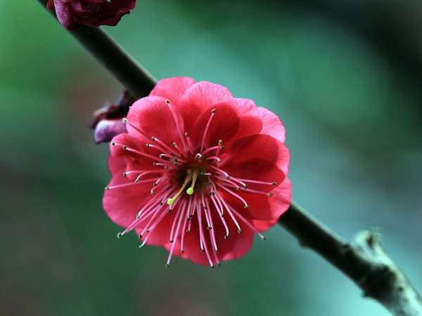 紅梅花一般什么時(shí)候開(kāi)花？