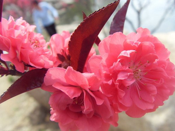 紅葉碧桃花期有多長，幾月份開花？