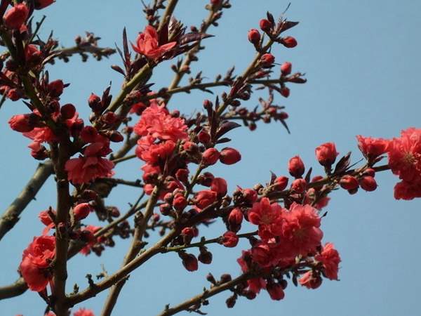 紅葉碧桃花期有多長，幾月份開花？