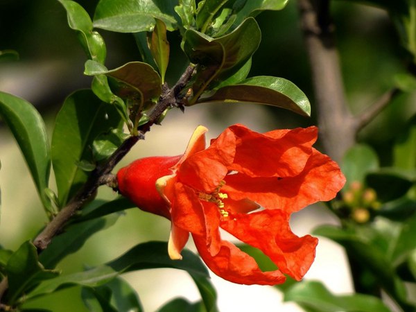 花石榴的花期、果期是什么時(shí)候