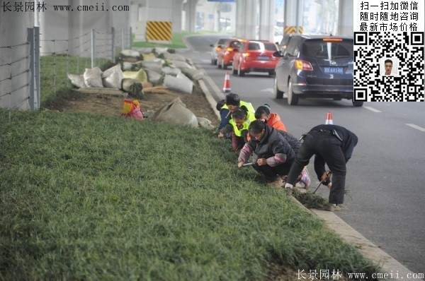 常綠地被草本花卉植物丹麥草圖片