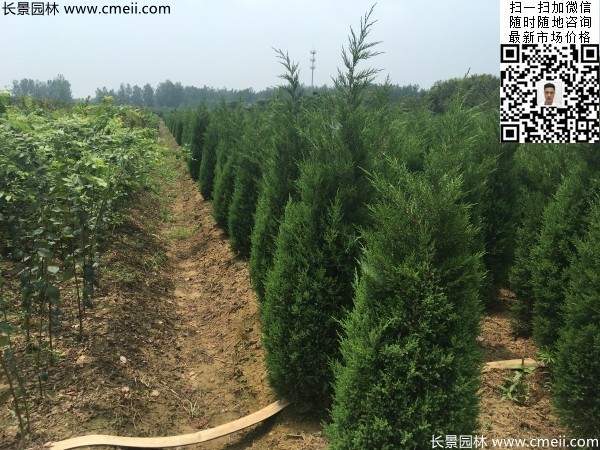 高度2.2米2.3米蜀檜大量供應公路綠化植物