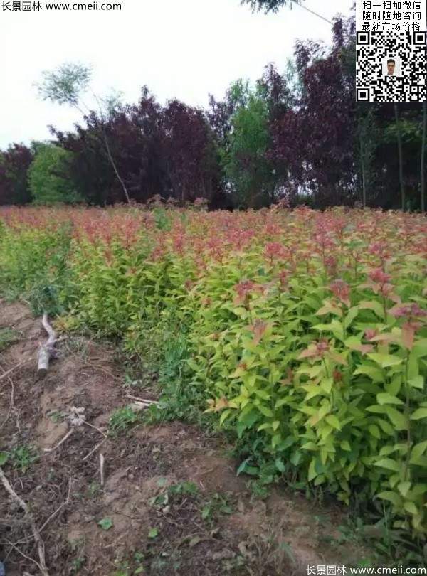 粉花繡線(xiàn)菊基地圖片