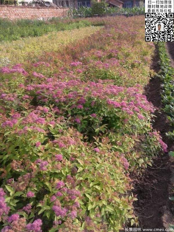 粉花繡線(xiàn)菊基地圖片