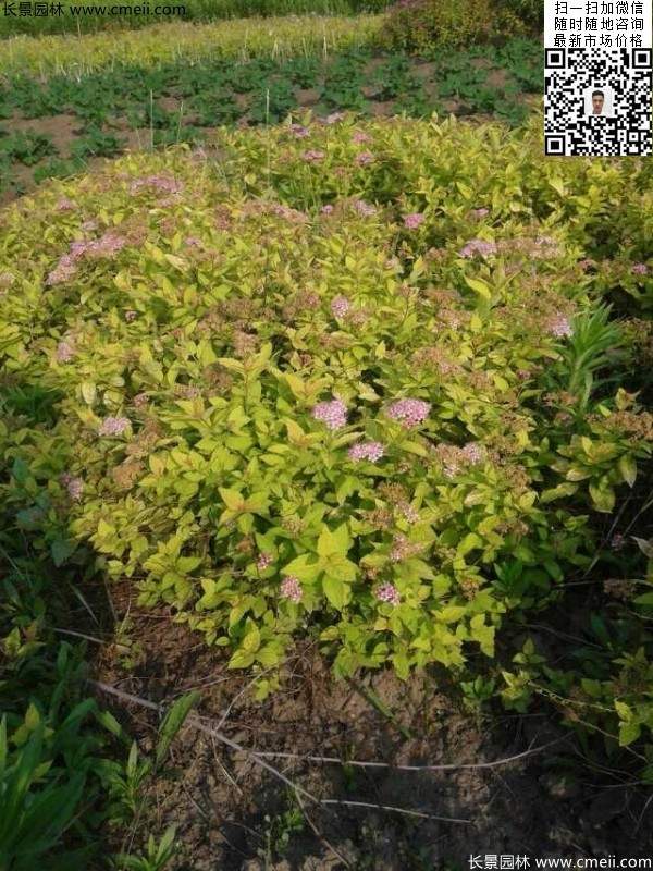 粉花繡線(xiàn)菊基地圖片