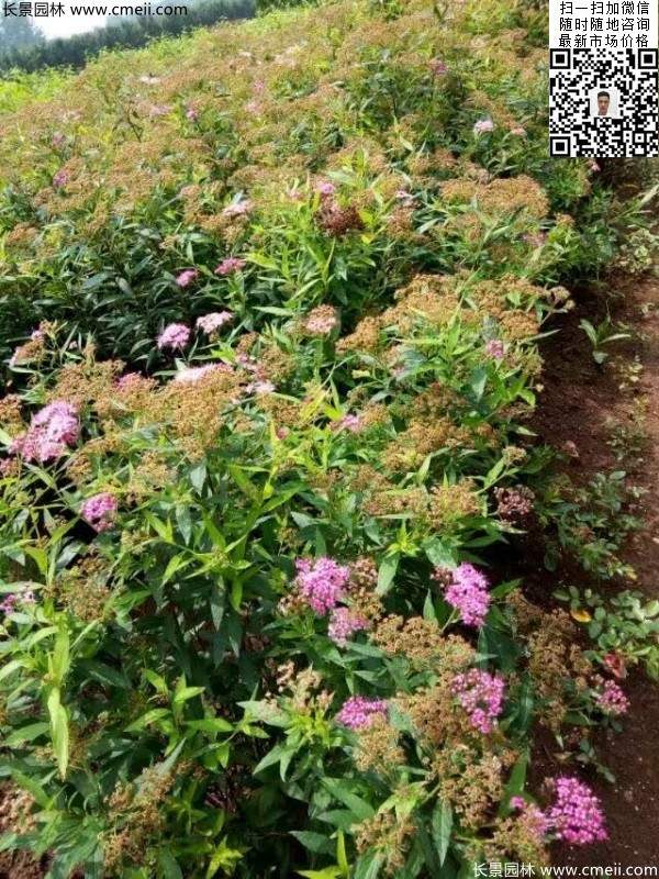 粉花繡線(xiàn)菊基地圖片