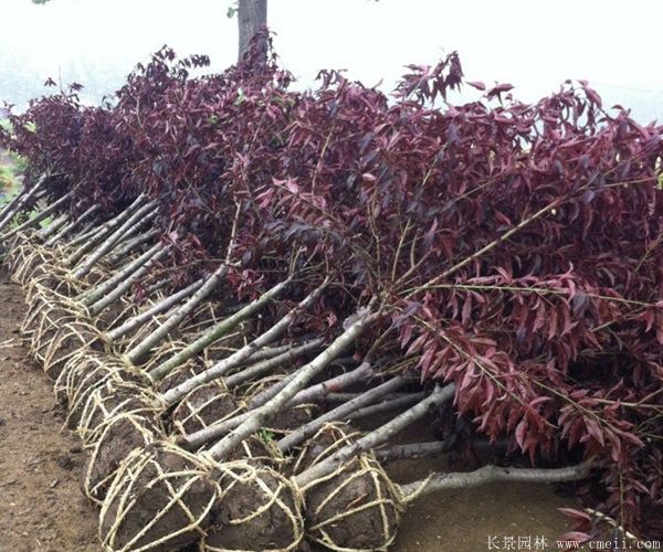 紅葉碧桃圖片紅葉碧桃基地實(shí)拍