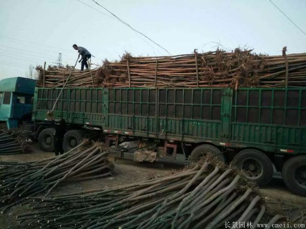 垂柳圖片垂柳基地實拍