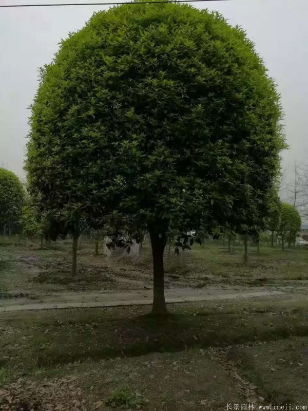 桂花樹(shù)圖片桂花樹(shù)基地實(shí)拍