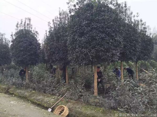 桂花樹(shù)圖片桂花樹(shù)基地實(shí)拍