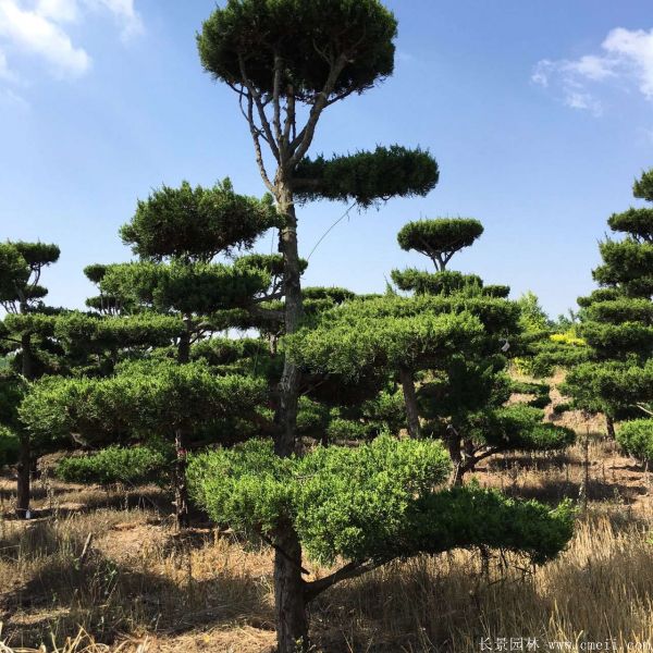 龍柏造型樹(shù)圖片龍柏造型樹(shù)基地實(shí)拍