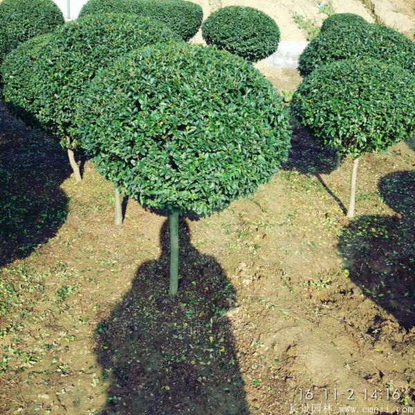 小葉女貞造型樹圖片基地實拍