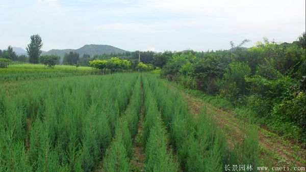 鉛筆柏圖片鉛筆柏基地實(shí)拍