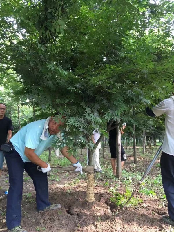 紅楓圖片基地實拍