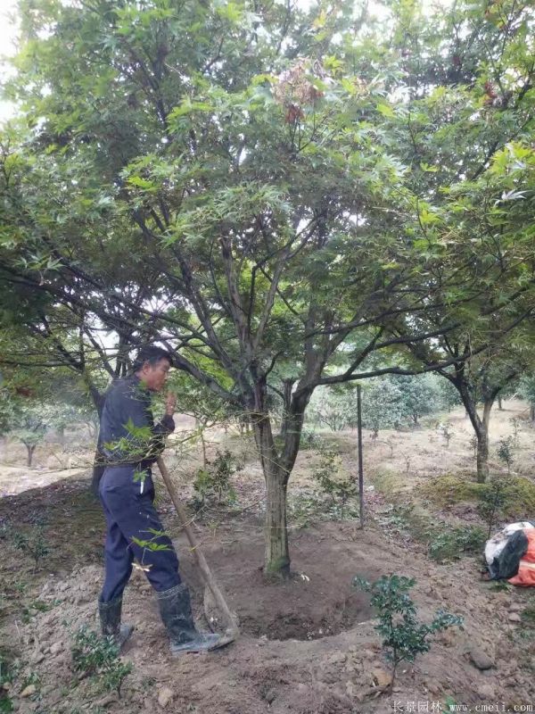 紅楓圖片基地實拍