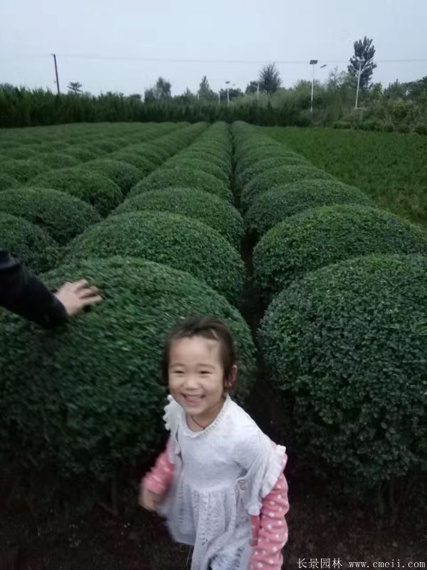 小葉女貞圖片基地實拍