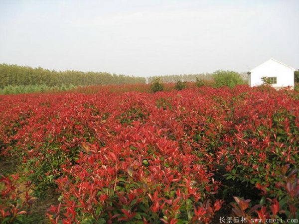 紅葉石楠圖片基地實拍