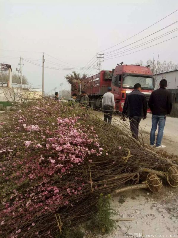 榆葉梅圖片基地實(shí)拍