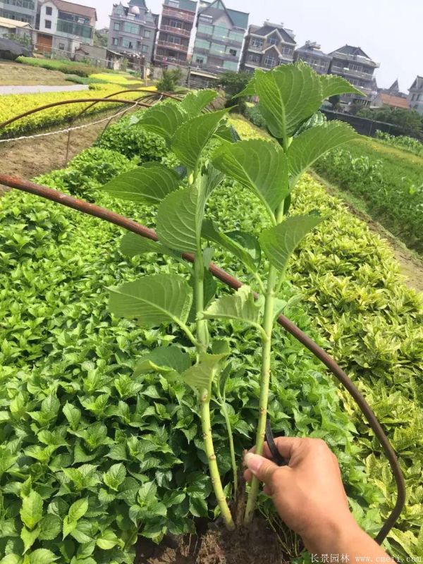 八仙花圖片基地實拍