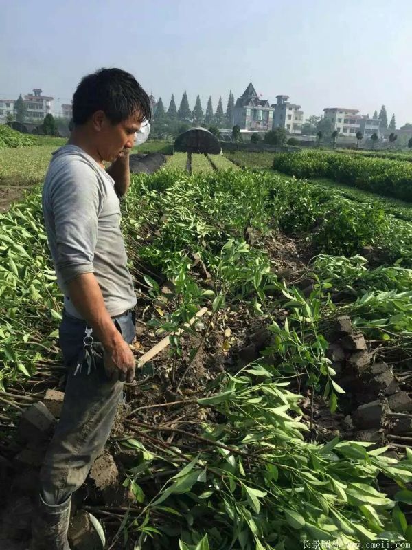 法國冬青圖片基地實拍