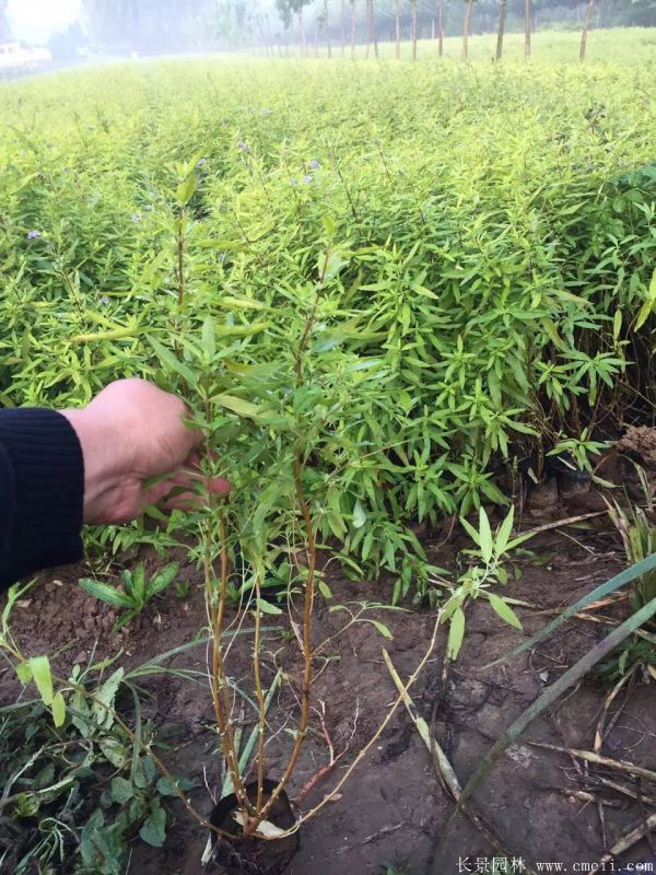 繡線菊圖片基地實拍