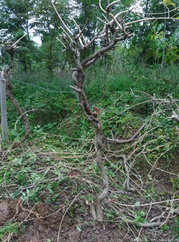 凌霄花苗圖片基地實拍