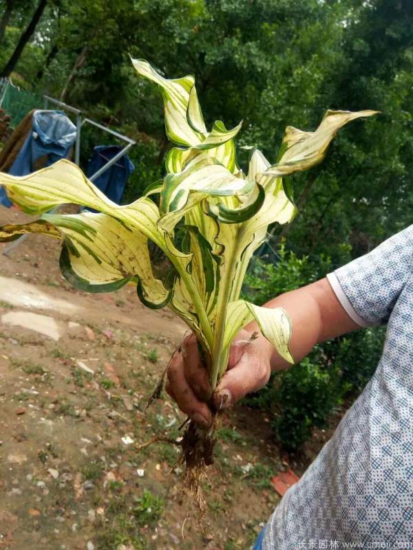 玉簪花圖片基地實(shí)拍