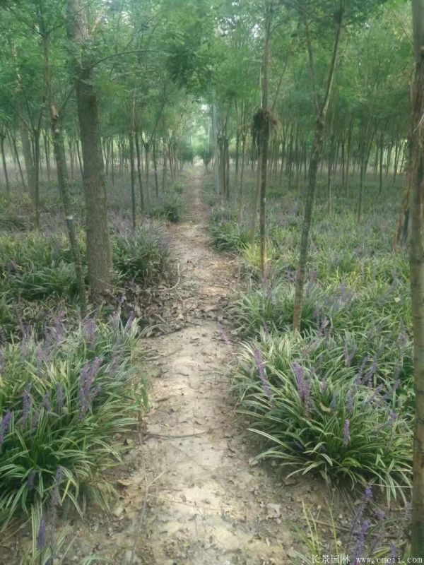 花葉麥冬基地實(shí)拍圖片