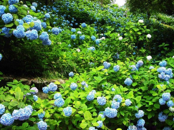 繡球花種子發(fā)芽出苗開(kāi)花圖片