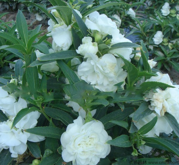 鳳仙花種子發(fā)芽出苗開花圖片