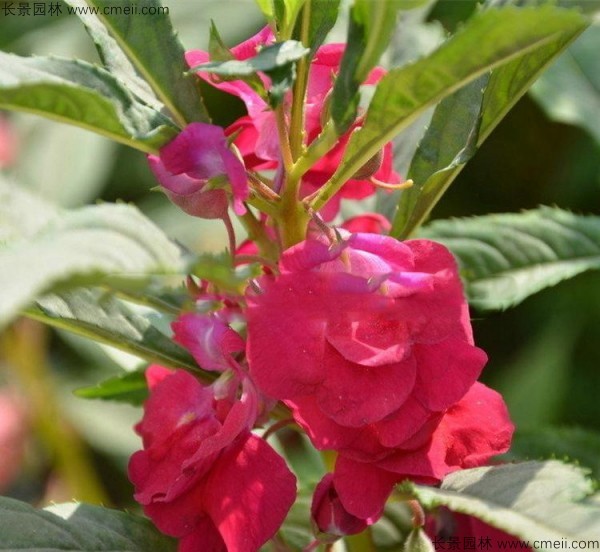 鳳仙花種子發(fā)芽出苗開花圖片