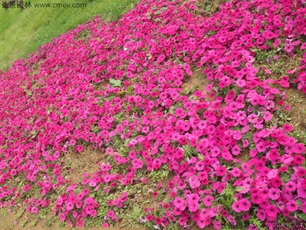 牽牛花種子發(fā)芽出苗開花圖片