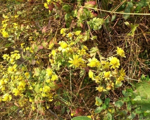 野菊花