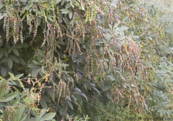 木豆種子發(fā)芽出苗開(kāi)花圖片