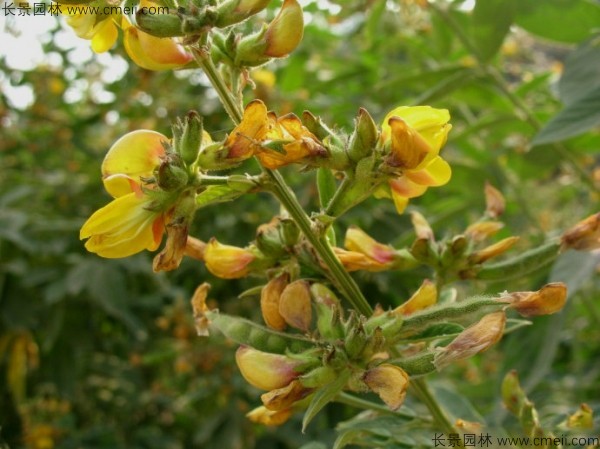 木豆種子發(fā)芽出苗開(kāi)花圖片