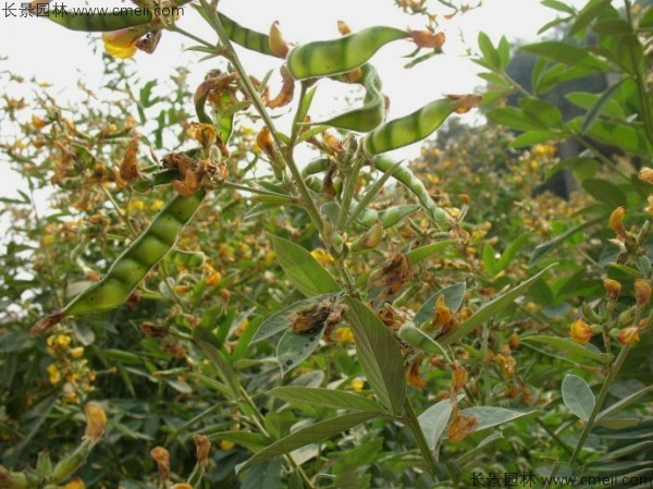 木豆種子發(fā)芽出苗開(kāi)花圖片