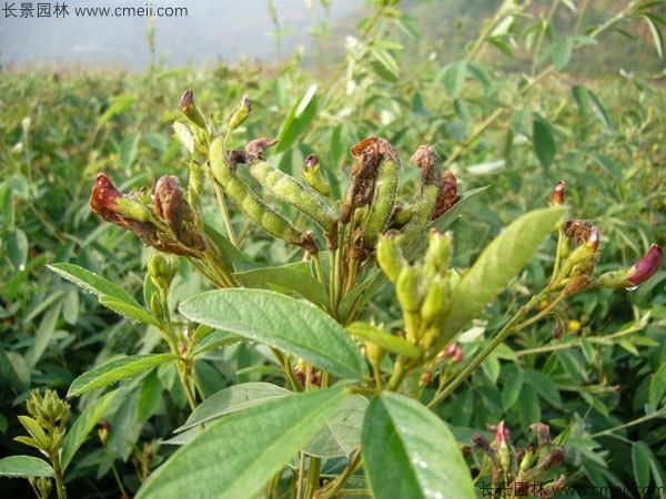 木豆種子發(fā)芽出苗開(kāi)花圖片