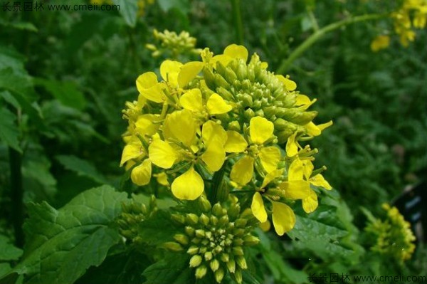 白芥子種子發(fā)芽出苗開花圖片