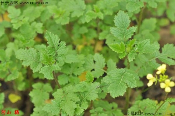 白芥子種子發(fā)芽出苗開花圖片