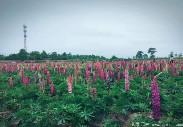 羽扇豆種子發(fā)芽出苗開(kāi)花圖片