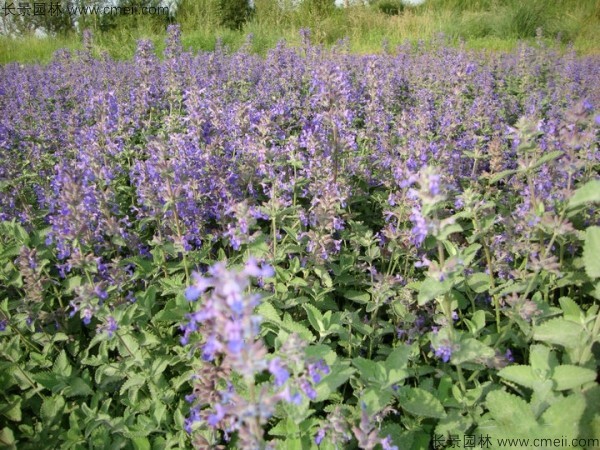 留蘭香薄荷種子發(fā)芽出苗開(kāi)花圖片