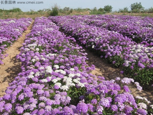 蜂室花種子發(fā)芽出苗開花圖片