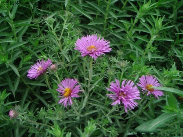 除蟲(chóng)菊種子發(fā)芽出苗開(kāi)花圖片