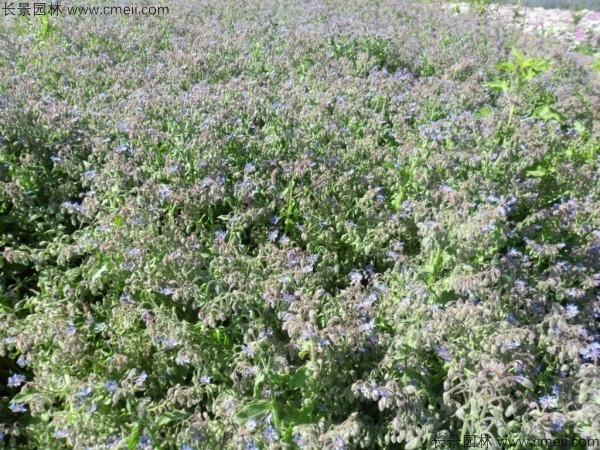 琉璃苣種子發(fā)芽出苗開花圖片