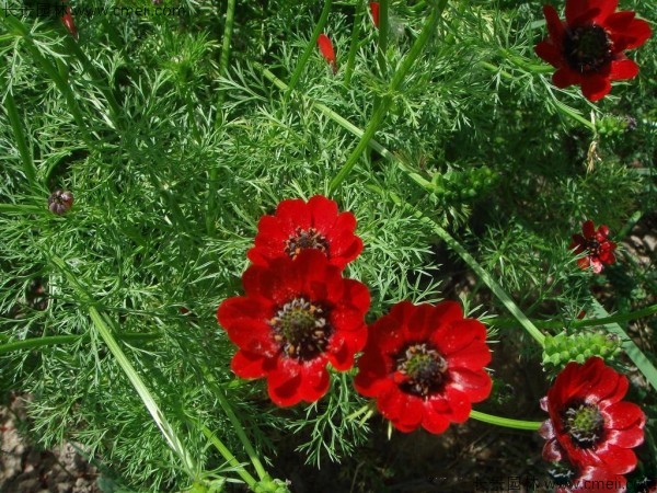 茼蒿菊種子發(fā)芽出苗開花圖片