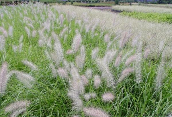 野芒草種子發(fā)芽出苗圖片