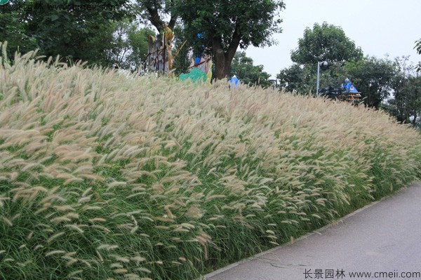 野芒草種子發(fā)芽出苗圖片