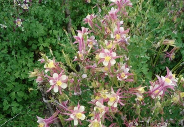 小花耬斗菜種子發(fā)芽出苗開(kāi)花圖片